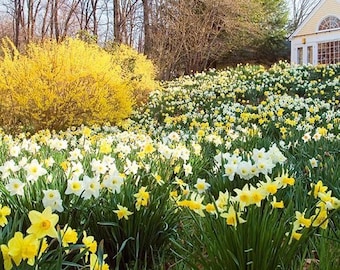 May include: A vibrant garden scene filled with yellow and white daffodils in full bloom. A large yellow flowering bush is in the background, with a building visible on the right. The scene is bathed in sunlight, creating a cheerful and inviting atmosphere.