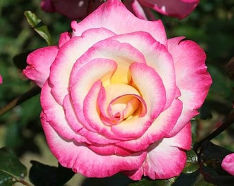 May include: A fully bloomed rose featuring layered petals that transition from a soft yellow center to white, ending in vibrant pink edges. The flower displays a symmetrical, rounded shape with delicate, overlapping petals and green foliage.