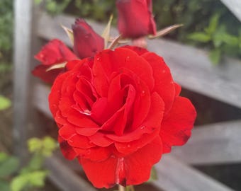 May include: A vibrant red rose in full bloom with delicate water droplets on its petals, accompanied by two smaller, partially opened red rose buds. The flower features layered, ruffled petals with subtle dark edges, showcasing a natural texture.