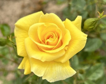 May include: A vibrant yellow rose in full bloom with soft, layered petals spiraling toward the center. The flower is surrounded by green foliage and a small, unopened rosebud on the right side, showcasing natural textures and bright colors.
