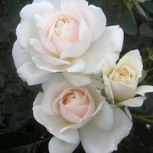 White Cloud - Fragrant White Climbing Rose - 4 Ltr Potted