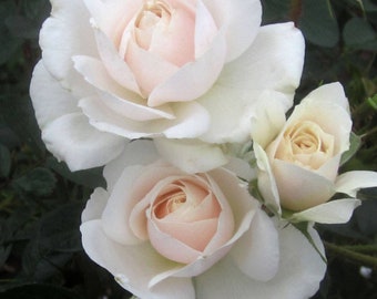 May include: A cluster of three roses in varying stages of bloom, featuring soft white outer petals that transition into a delicate pale pink center. The flowers are arranged with one large fully open rose, one medium bud, and one smaller tight bud.