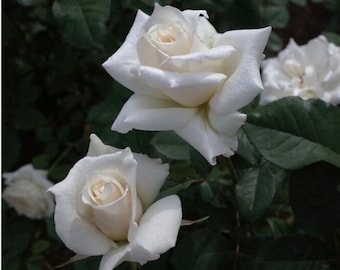 May include: Two fully bloomed white roses with soft, layered petals and a subtle cream-colored center, surrounded by dark green, serrated leaves. The flowers are positioned in the foreground with additional white rose buds visible.