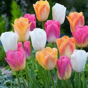 May include: A colourful display of tulips in full bloom. The flowers display a range of colours, including white, pink, and shades of orange and yellow. Green stems and leaves provide a natural backdrop.
