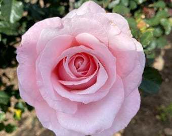 May include: A single, fully bloomed rose with soft, pale pink petals arranged in a layered, circular pattern. The flower features a tightly coiled center that gradually opens into wider, delicate petals, showcasing a uniform light pink color throughout.