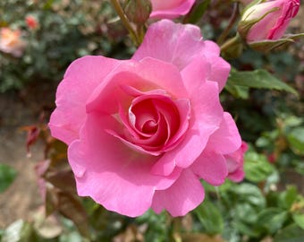 May include: A cluster of vibrant pink roses in various stages of bloom, featuring soft, layered petals and green sepals. The central rose is fully open, revealing a tightly spiraled center, surrounded by several smaller, unopened rosebuds.