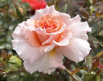 May include: A blooming rose flower featuring soft, pale pink outer petals that transition into a vibrant, warm peach-colored center. The flower is surrounded by green leaves and several unopened green rose buds on a thin, thorny stem.