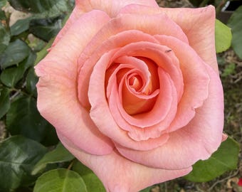 May include: A single peach-colored rose in full bloom, featuring tightly spiraled petals at the center that transition to lighter, softer shades toward the outer edges. The flower is surrounded by dark green, serrated leaves on the stem.