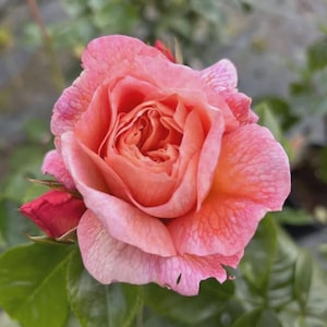 Dearest Carol- 4 Ltr Potted Peach Floribunda Bush Rose - Gift Wrapping Available