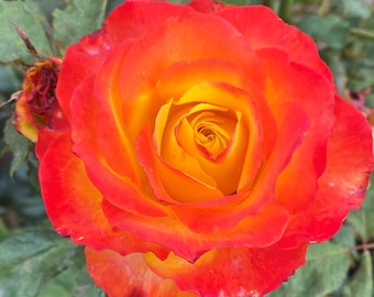 May include: A vibrant rose flower featuring layers of petals that transition from a deep, saturated orange at the outer edges to a bright, warm yellow at the center. The bloom is fully open, displaying a spiral pattern of petals with green leaves.