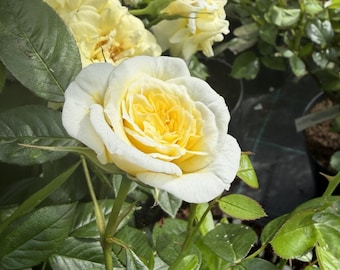May include: A blooming rose flower featuring soft, creamy white outer petals that transition into a vibrant, sunny yellow center. The flower is surrounded by deep green, serrated leaves on a thin, upright stem, showcasing a natural floral structure.