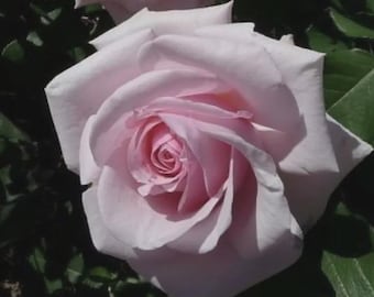 May include: A pale pink rose in full bloom with layered, soft-edged petals spiraling toward a darker pink center. The flower is surrounded by deep green leaves, with a portion of another partially visible pink rose at the top of the frame.