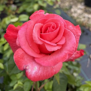 May include: A vibrant coral-pink rose in full bloom, featuring layered, velvety petals that spiral towards a tight centre. The flower displays subtle colour variations and delicate textures, with a few small water droplets visible on the petals.
