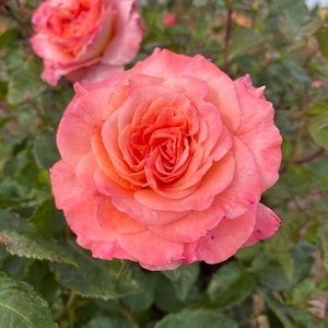 May include: A close-up shot of a coral-coloured rose in full bloom, displaying layers of delicate petals. The rose is set against a backdrop of green leaves and other roses. Water droplets are visible on the petals.