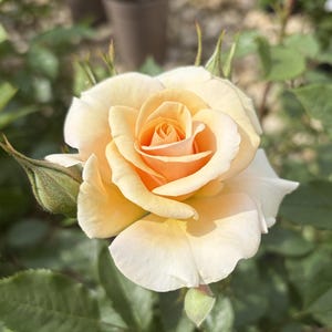 May include: A fully bloomed rose featuring soft, creamy peach petals that deepen to a vibrant apricot orange at the centre. The flower is surrounded by green leaves and includes a small, unopened green rosebud on the left side of the stem.