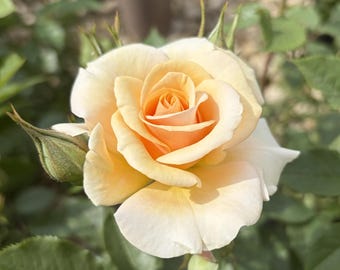 May include: A fully bloomed rose featuring soft, creamy peach petals that deepen to a vibrant apricot orange at the center. The flower is surrounded by green leaves and includes a small, unopened green rosebud on the left side of the stem.