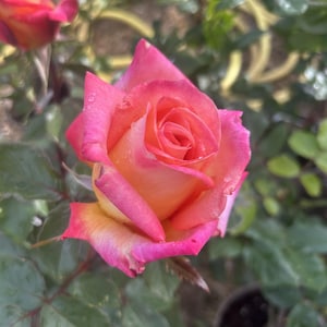 May include: A vibrant rose featuring petals that transition from a soft yellow centre to deep pink edges. The flower is in full bloom with delicate water droplets visible on the surface of the petals, surrounded by dark green leaves on the stem.