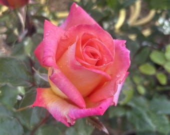 May include: A vibrant rose featuring petals that transition from a soft yellow center to deep pink edges. The flower is in full bloom with delicate water droplets visible on the surface of the petals, surrounded by dark green leaves on the stem.