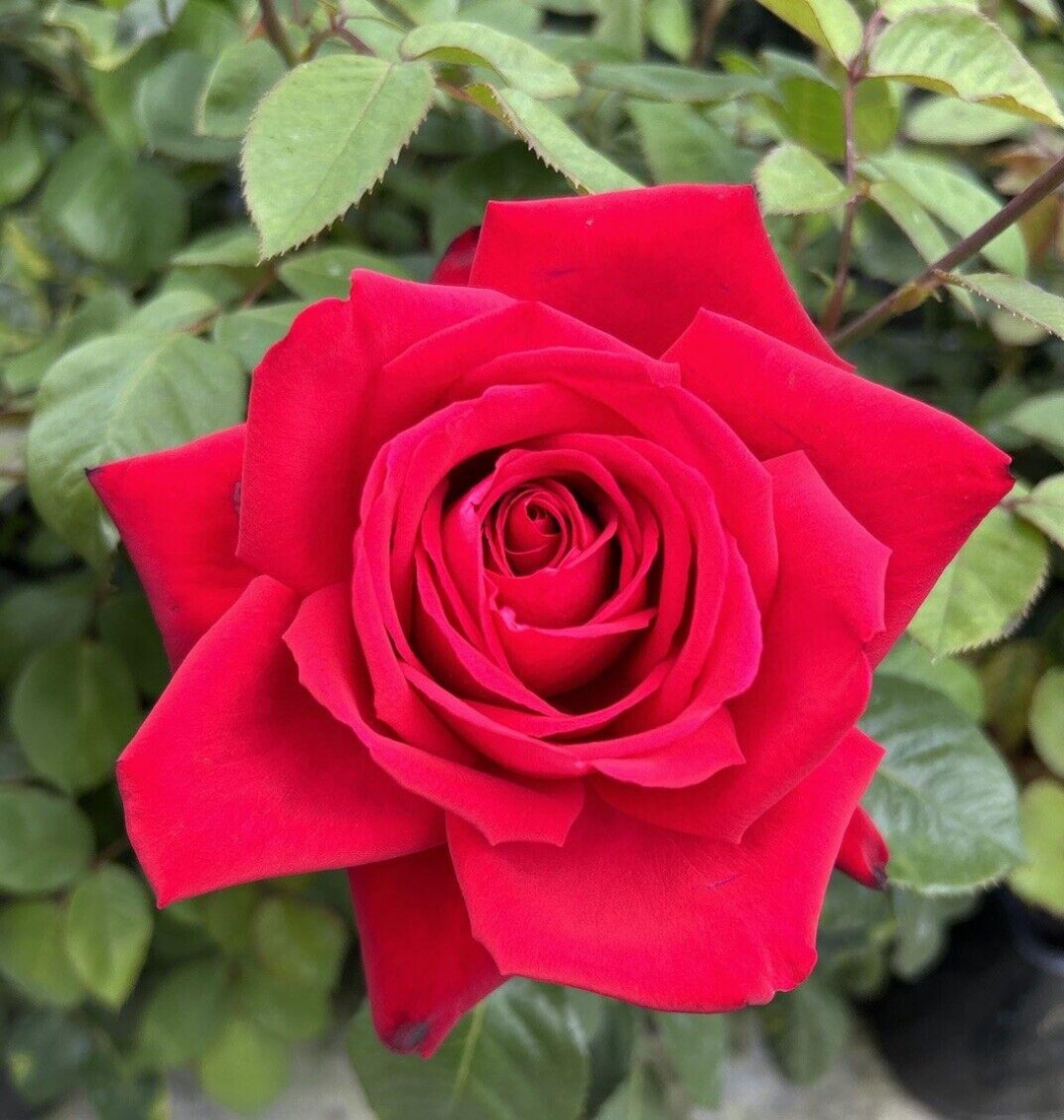 Loving Memory Dark Red Fragrant Hybrid Tea Rose Bareroot. Stunning ...