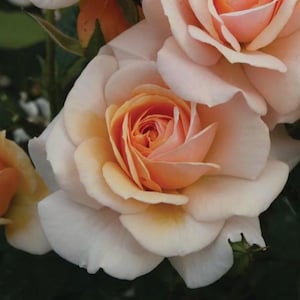 Dearest Janet - 4 Ltr Potted Peach Floribunda Bush Rose - Gift Wrapping Available