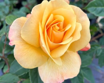 May include: A full-bloom rose flower featuring soft golden-yellow petals with subtle hints of peach and pink along the outer edges. The flower displays a dense, spiraled center with overlapping layers of delicate, smooth-textured petals.