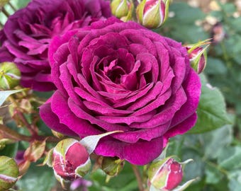 May include: A cluster of deep purple roses in various stages of bloom, featuring a fully opened flower with layered, velvety petals at the center, surrounded by several smaller, tightly closed rosebuds with green sepals and dark green foliage.