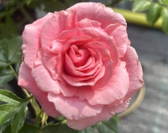 May include: A single pink rose in full bloom with multiple layers of soft, delicate petals arranged in a circular pattern. The flower features a vibrant pink hue that deepens toward the center, surrounded by several green leaves with serrated edges.