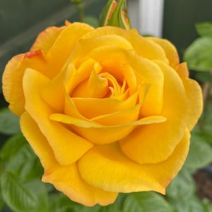 May include: A vibrant yellow rose in full bloom with layered, soft petals and subtle orange-tinted edges. A single, unopened green rosebud sits directly above the main flower, surrounded by dark green leaves and a visible stem.