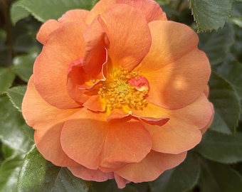 May include: A vibrant orange rose in full bloom, featuring multiple layers of soft, rounded petals that transition to a deep yellow center filled with golden stamens. The flower is surrounded by dark green, serrated leaves in the background.