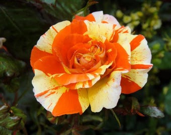 May include: A vibrant rose flower featuring a striking variegated pattern of bright orange and creamy yellow petals. The bloom displays a complex arrangement of overlapping petals with distinct streaks and splashes of color throughout the blossom.