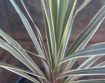 May include: A close-up of a Cordyline plant with long, slender leaves. The leaves are green with white and yellow stripes, radiating from a central point. The plant is in a black pot, showcasing its vibrant foliage.