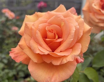 May include: A vibrant peach-colored rose in full bloom, featuring layered, soft petals that spiral toward the center. The flower is surrounded by green foliage, with another partially visible peach rose in the upper right corner.