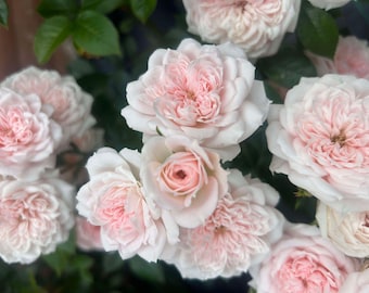 Special Friend - Pink Patio Bush Rose - 4 Ltr Potted