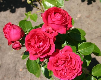 May include: A cluster of vibrant red roses in full bloom, featuring multiple layered petals and deep crimson hues. The flowers are surrounded by lush, serrated green leaves on a thin stem, with a small unopened bud visible on the left side.