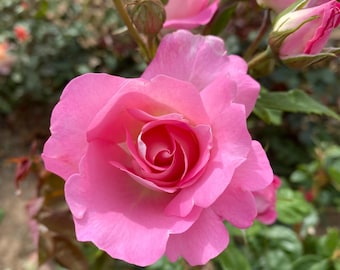 May include: A vibrant pink rose in full bloom with soft, layered petals spiraling toward the center. The flower is surrounded by several unopened green buds and deep green leaves, showcasing a natural, organic structure and delicate texture.