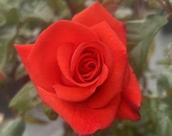 May include: A vibrant red rose in full bloom, showcasing tightly layered petals that spiral toward the center. The flower features a deep, saturated crimson hue with subtle darker shading at the edges of the outer petals, surrounded by green leaves.