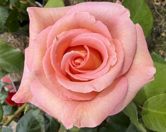 May include: A full-bloom rose with soft peach and light pink petals arranged in a spiral pattern. The flower features delicate, overlapping layers that transition from a deeper orange-peach center to lighter pink edges, surrounded by green leaves.