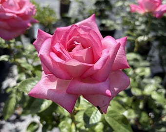 May include: A vibrant pink rose in full bloom with layered, soft petals and a small insect resting on the lower edge. The flower features a gradient of light to deep pink tones, surrounded by green leaves and other rose plants in the background.
