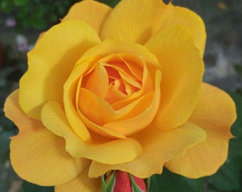 May include: A vibrant yellow rose in full bloom with multiple layers of soft, rounded petals. Positioned directly beneath the main flower is a small, tightly closed rosebud featuring a mix of green sepals and a hint of reddish-orange color.