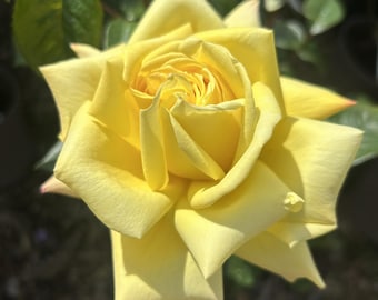 May include: A bright yellow rose in full bloom with layered, pointed petals. The flower features a tightly coiled center and soft, smooth petals that radiate outward. Green leaves are visible in the background, along with a small, unopened bud.