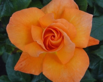 May include: Close-up of a vibrant orange rose in full bloom. The petals are a gradient of orange hues, with a tightly wound center. Dark green leaves provide a contrasting backdrop. A beautiful floral image.