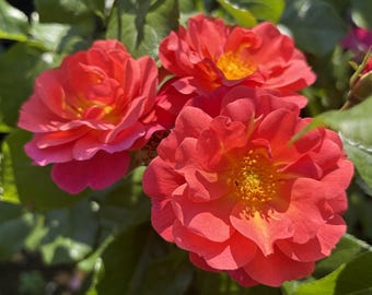 May include: Three vibrant coral-orange roses in full bloom, featuring layered petals that transition to a bright yellow center. The flowers are surrounded by deep green, serrated leaves, capturing the natural texture and color of the blossoms.