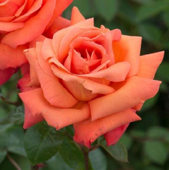 Trevor's Rose - Stunning Fragrant Orange Hybrid Tea Rose - 4 Ltr Potted ...