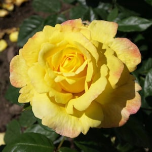 May include: A close-up of a fully bloomed yellow rose with a hint of pink on the edges of the petals. The rose is surrounded by green leaves, with some petals scattered around. The flower is in full sunlight.
