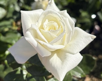 May include: A single white rose in full bloom with layered, delicate petals that spiral toward the center. The flower displays a soft cream hue at its core, transitioning to bright white edges, set against a backdrop of dark green foliage.