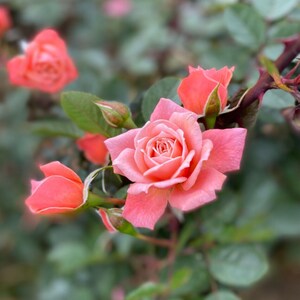 May include: A close-up shot of coral-coloured roses, some in full bloom, others as buds. The open rose has many layers of petals. Green leaves and buds are visible, with a blurred background.