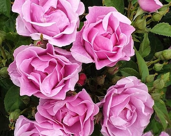 May include: A cluster of vibrant pink roses in full bloom, featuring layered, ruffled petals and soft, rounded shapes. The flowers are surrounded by deep green, serrated leaves and several small, unopened rosebuds on thin, green stems.