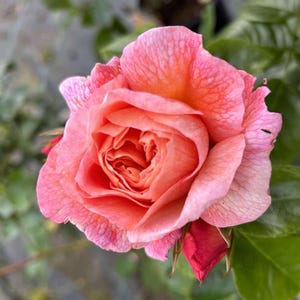 Dearest Carol - Peach Floribunda Rose - 4 Ltr Potted