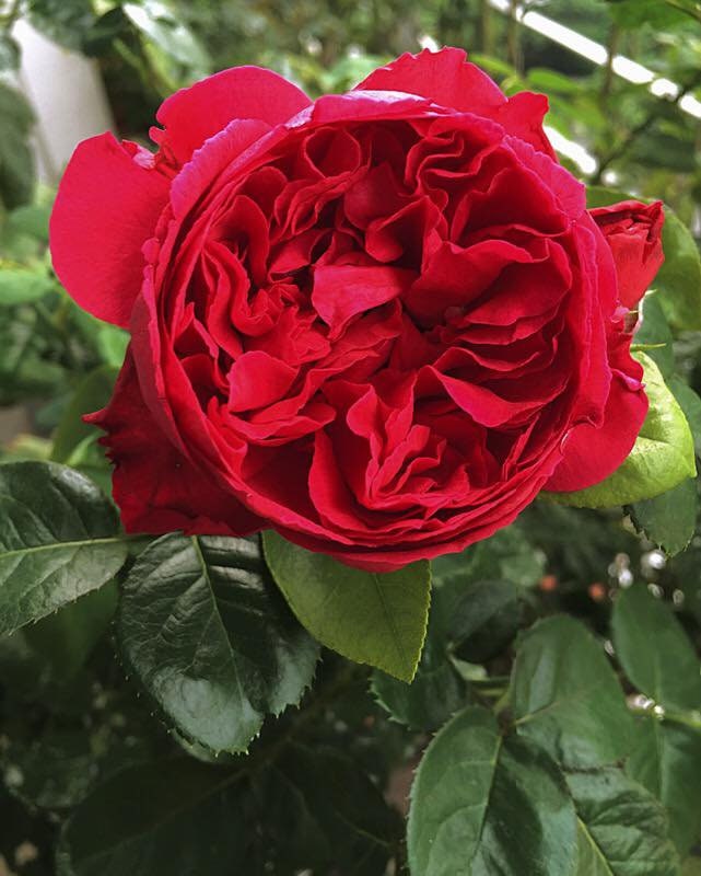Red Eden Rose - Fragrant Climbing Rose - 4 Ltr Potted - Etsy UK