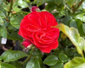 May include: A vibrant red rose in full bloom with many layered petals, surrounded by lush green leaves. A small, tightly closed red rosebud is visible just below the main flower, set against a backdrop of dense, serrated foliage.